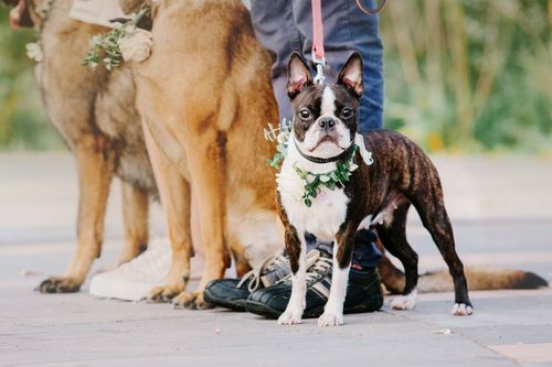 10 Thoughtful Ways to Include Your Pets in Your Wedding